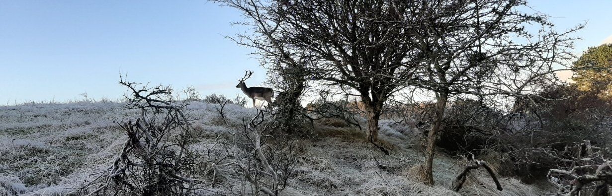 Een hert op een met sneeuw bedekte heuvel tussen bomen en struiken.