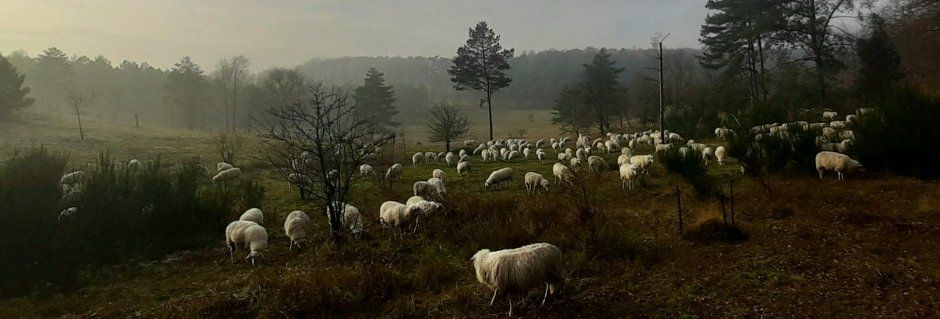 Een kudde schapen op de hei, beetje mist.