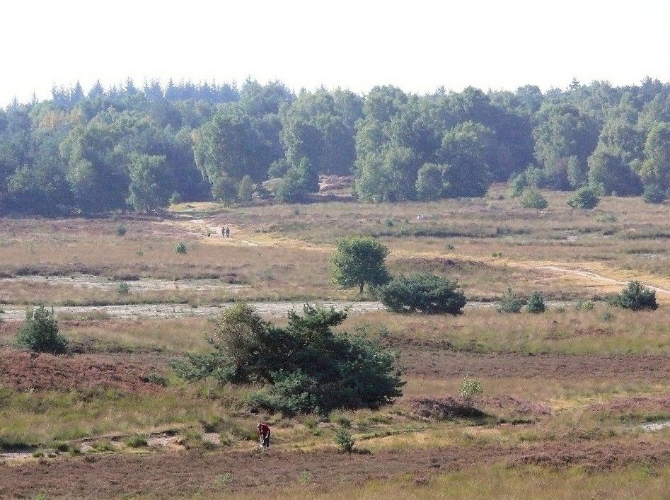 Rozendaalse Veld