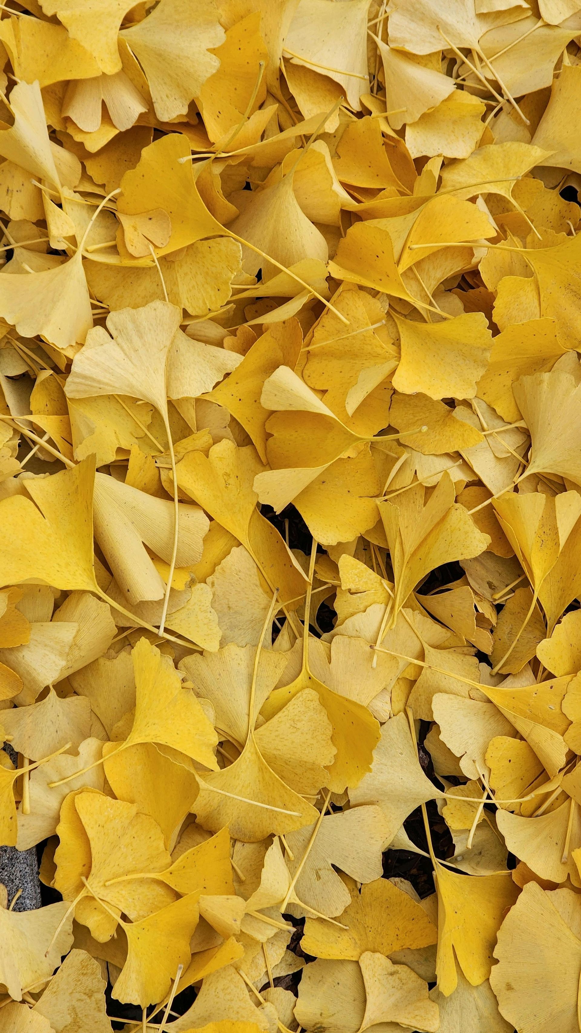Fallen yellow ginkgo leaves covering the ground.