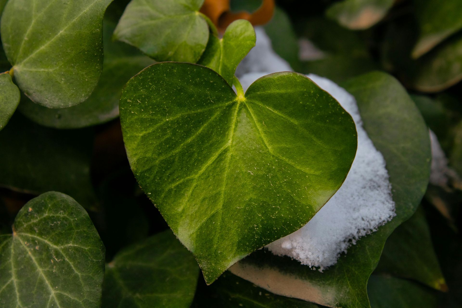 Green ivy leaves, one with snow on it.