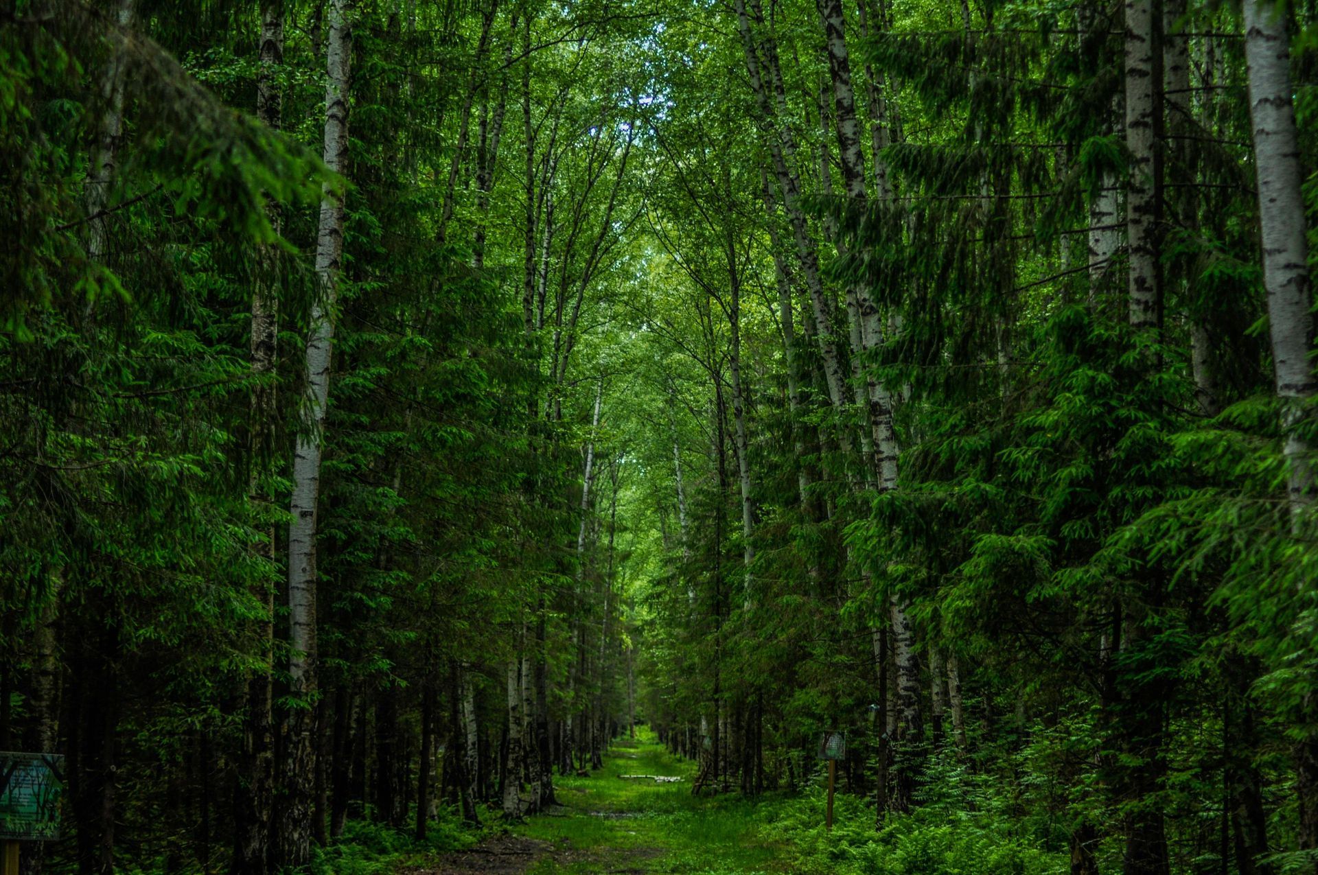 Lush green forest path, tall trees with dense foliage overhead. Sunlight filters through.