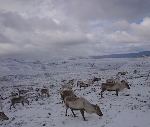 Aviemore Reindeer Aviemore Reindeer