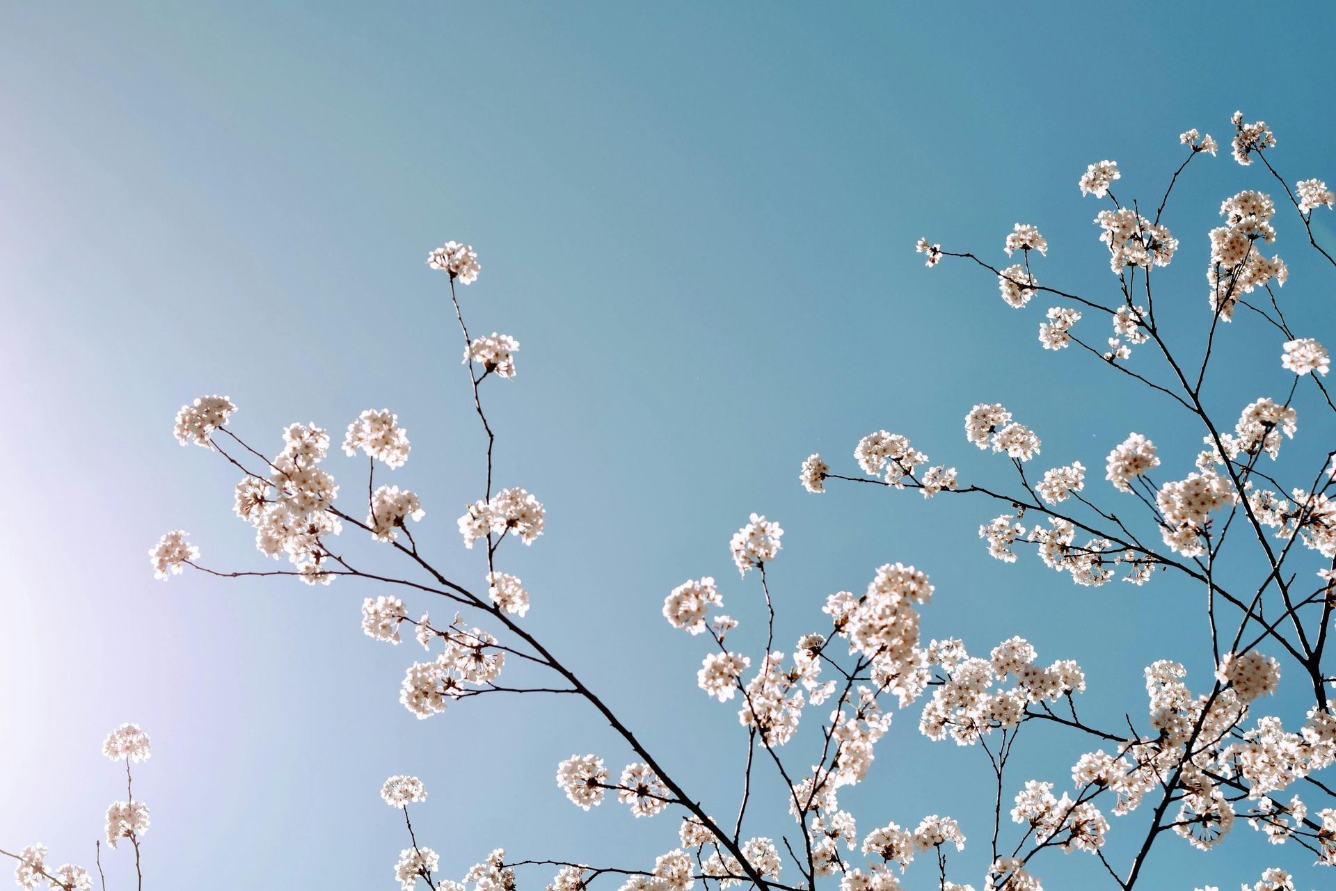 Blossom