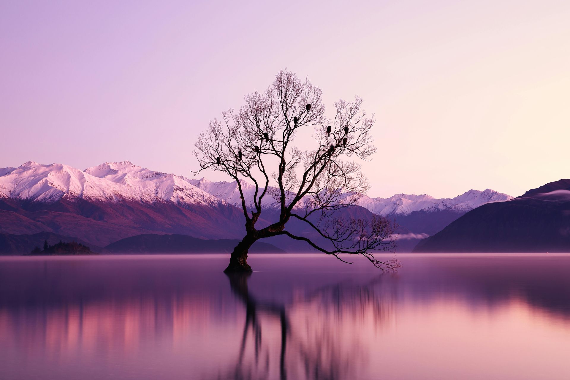 Mountain violets birds in a tree