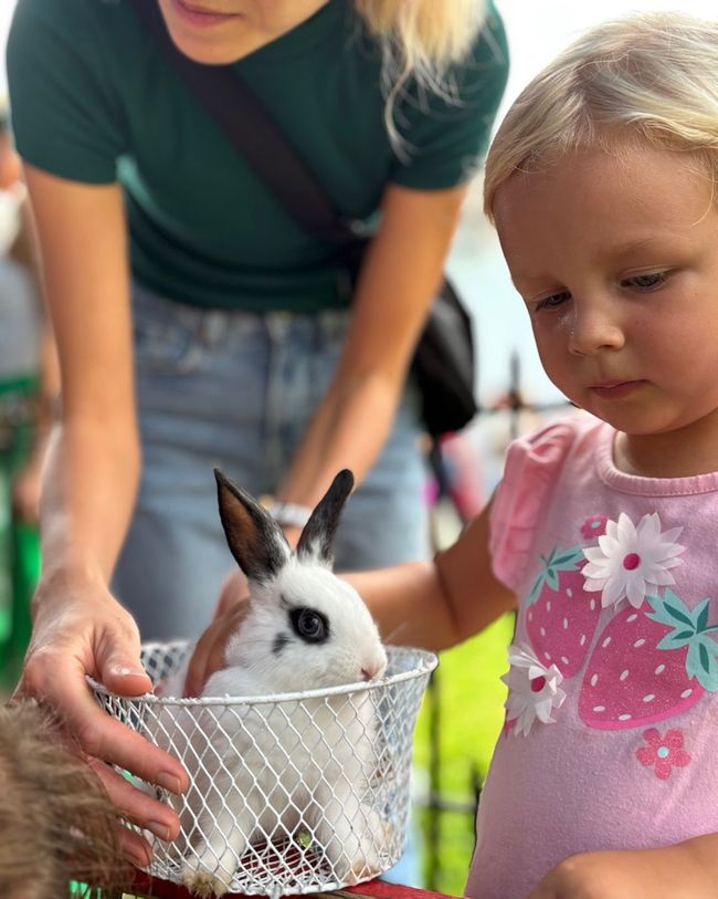 A young child gazes at a white and black rabbit held in a wire basket by an adult.