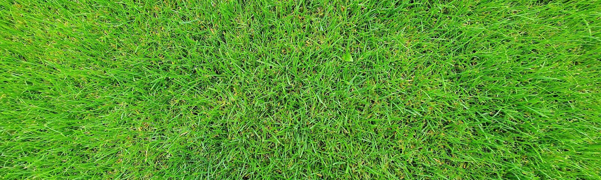 A uniform, vibrant green patch of mown grass or lawn.