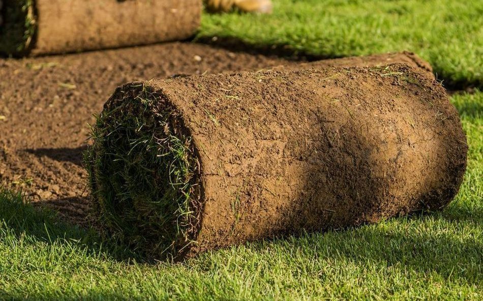 A roll of sod rests on a prepared dirt patch, with sections of freshly laid green grass in the background.