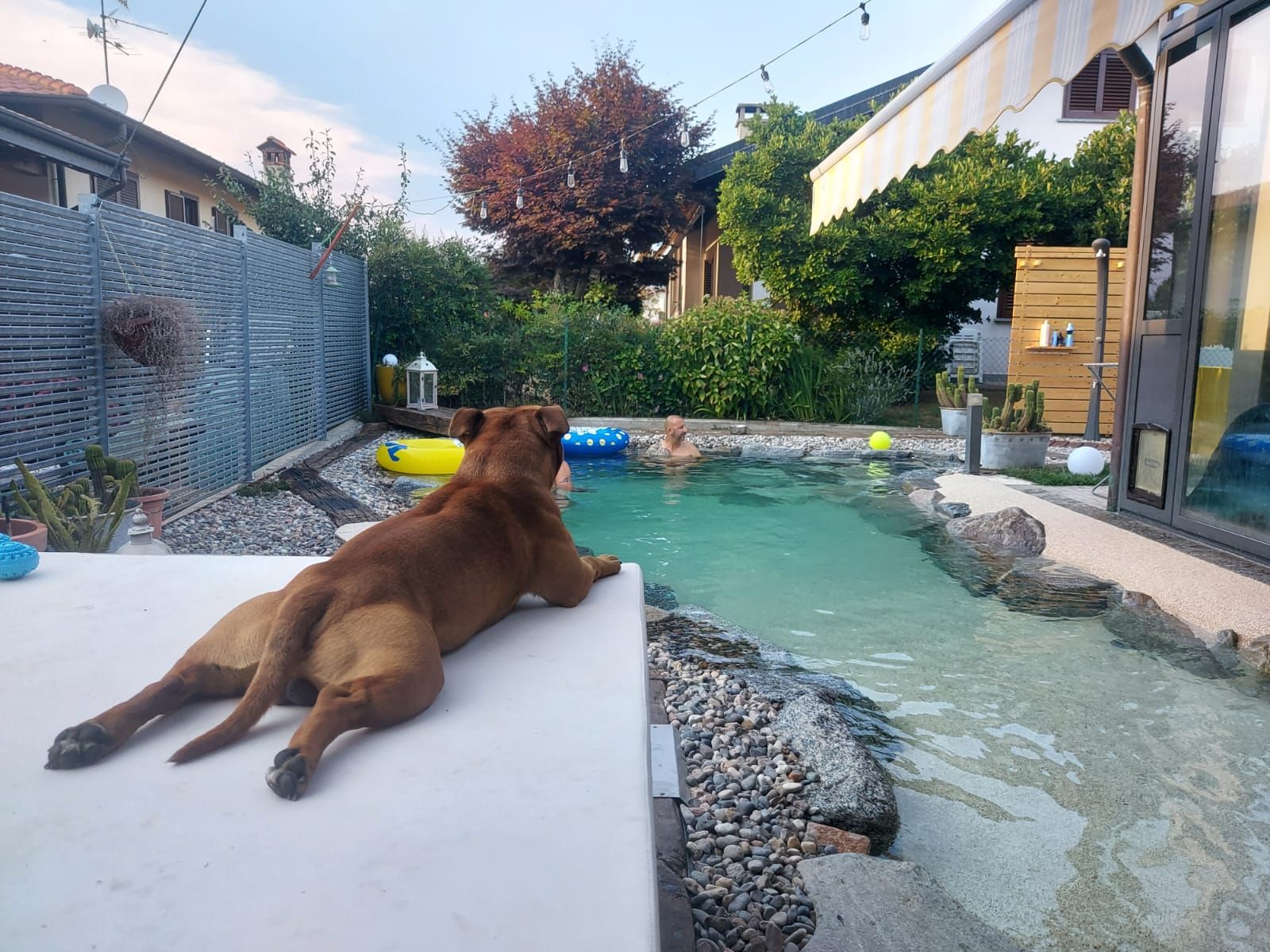 Un cane marrone si rilassa su un patio accanto a una piscina turchese in un giardino soleggiato.