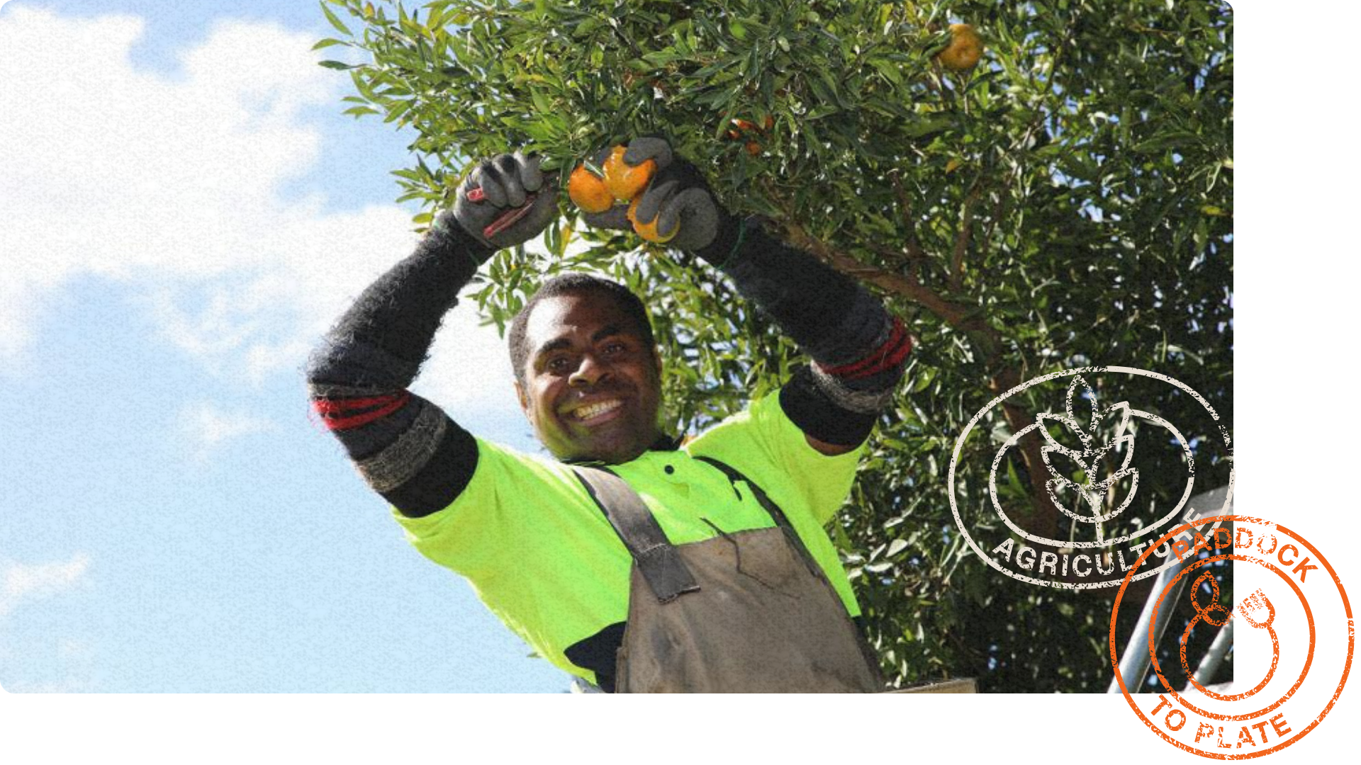 Smiling worker in a high-visibility shirt and gloves picks ripe oranges from a tree while standing on a ladder.