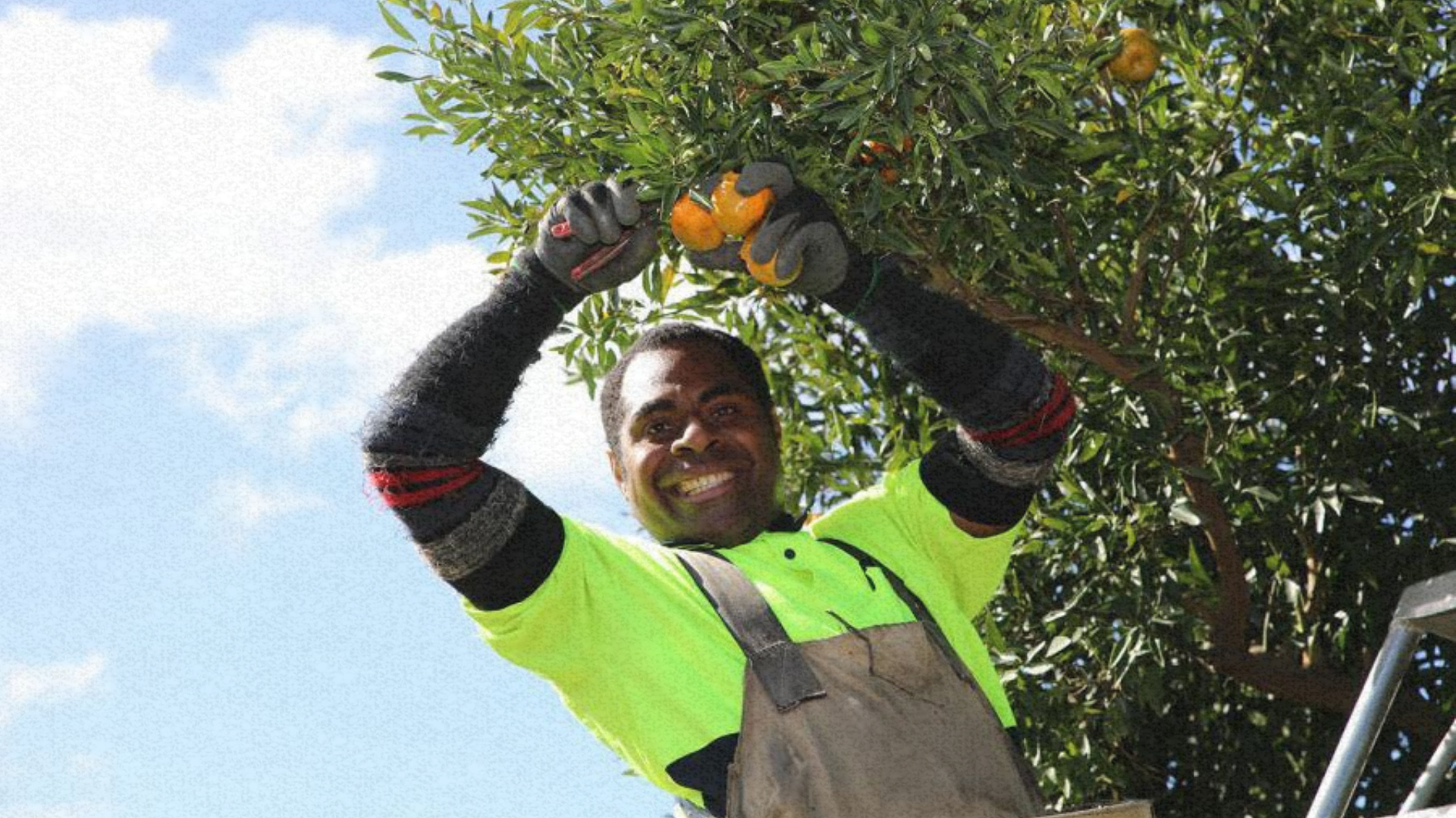 Smiling worker in a high-visibility shirt and gloves picks ripe oranges from a tree while standing o