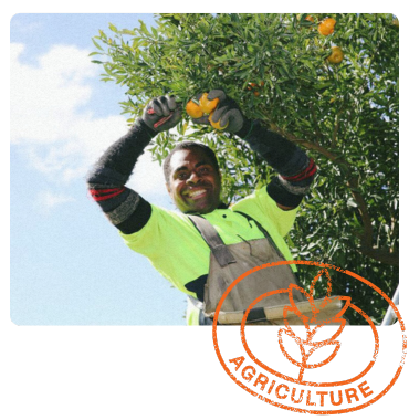Smiling worker in a high-visibility shirt and gloves picks ripe oranges from a tree while standing on a ladder.