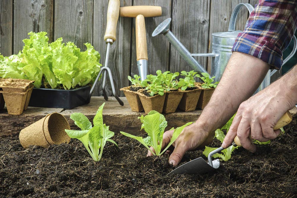 5 Best Plants for Autumn in Brisbane & S.E. Queensland