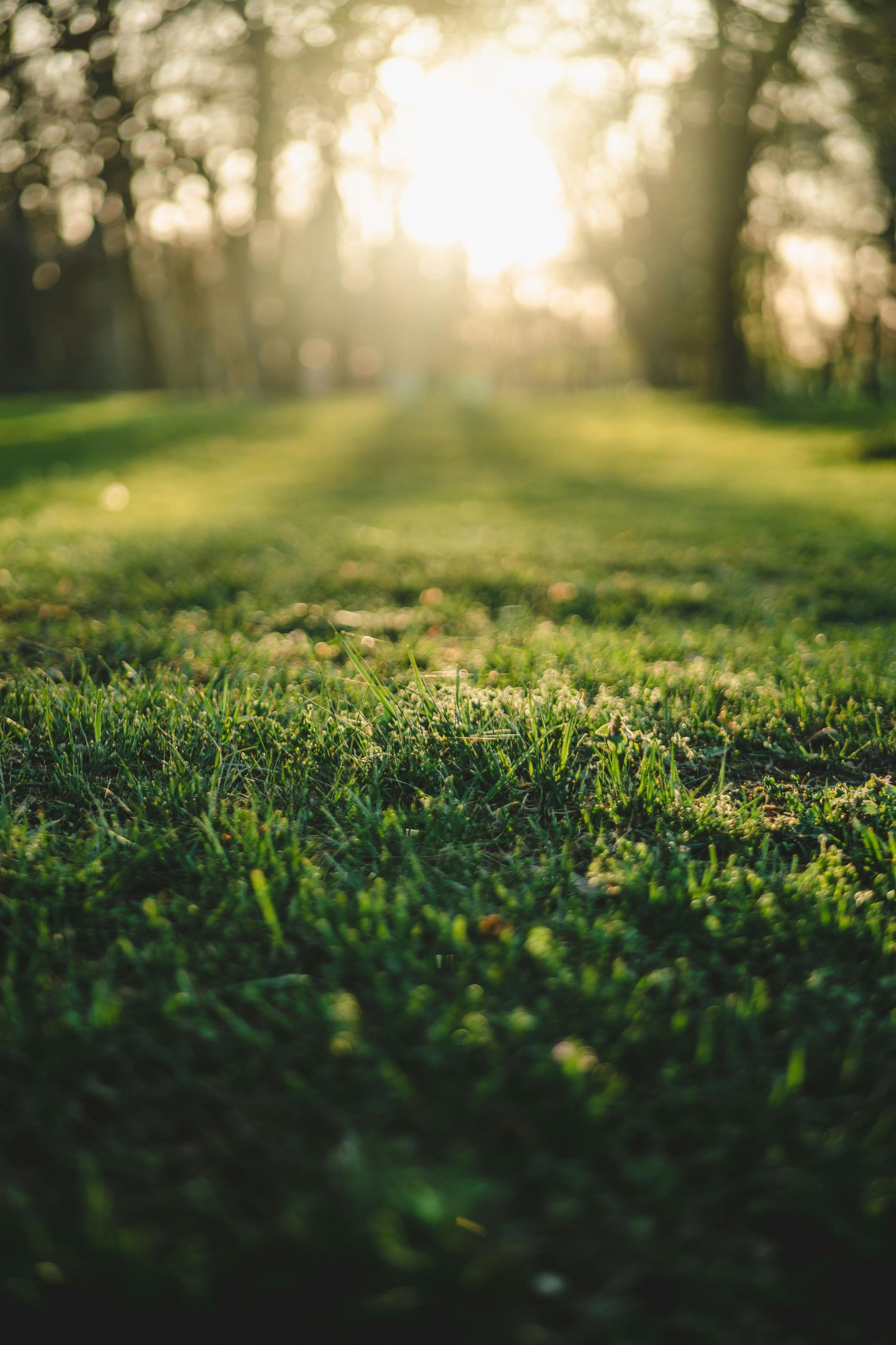 Sunlit green grass in a park with trees blurred in the background