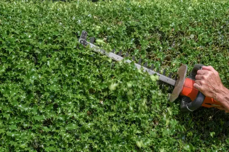 hedge trimming