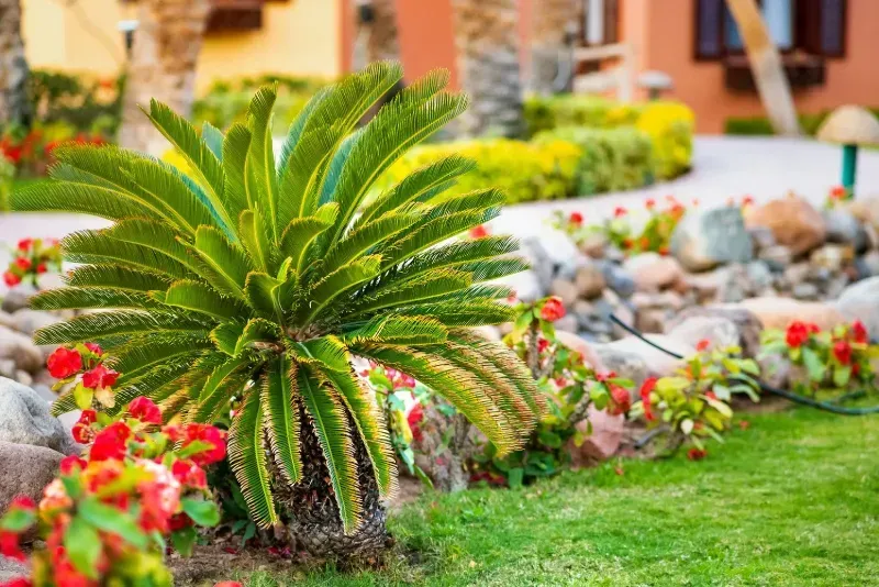 landscaping