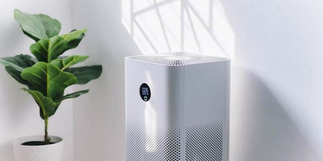 White air purifier and potted plant next to a white wall with shadows.