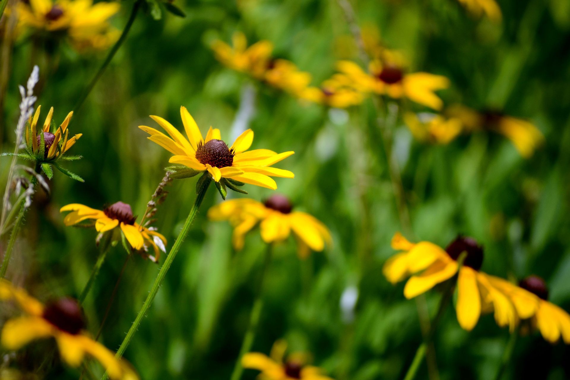 Yellow Black-Eyed Susans in a field with dark brown centers, green stems and background.