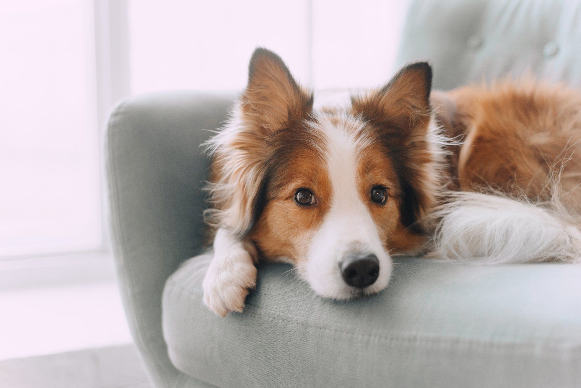 dog on sofa