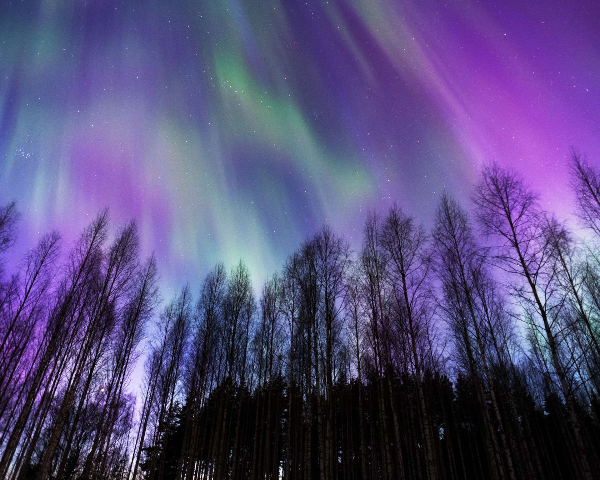 Aurora borealis, purple and green light display over a silhouetted forest.
