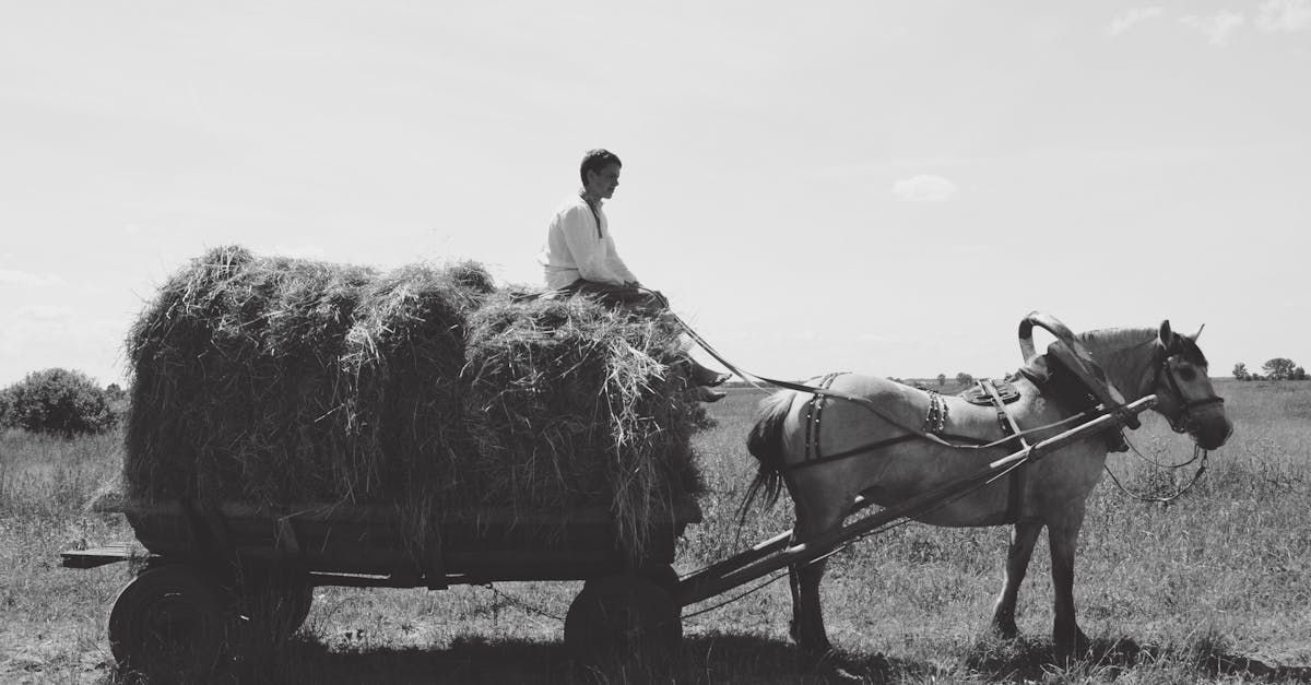 A horse-drawn cart loaded with hay; a person sits on top in a field under a sunny sky.