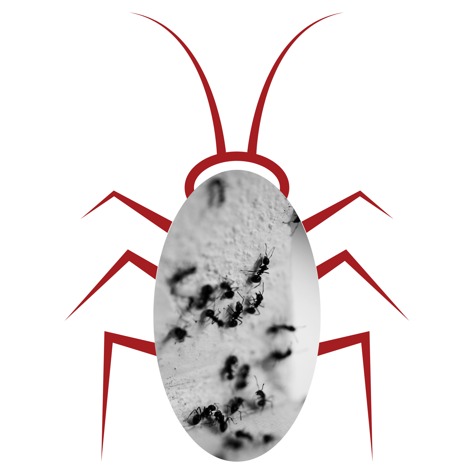 A black and white drawing of a cockroach with red legs from My Private Exterminator