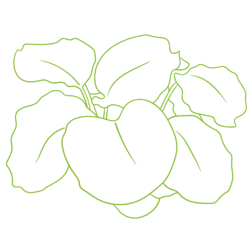 A drawing of a plant with leaves on a white background.