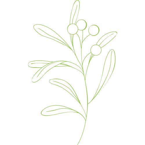 A drawing of a plant with leaves and berries on a white background.