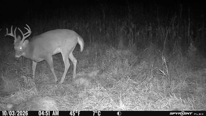 Laue Trust Tract 3 Wildlife Photos image 7
