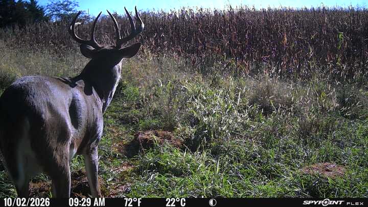 Laue Trust Tract 3 Wildlife Photos image 3