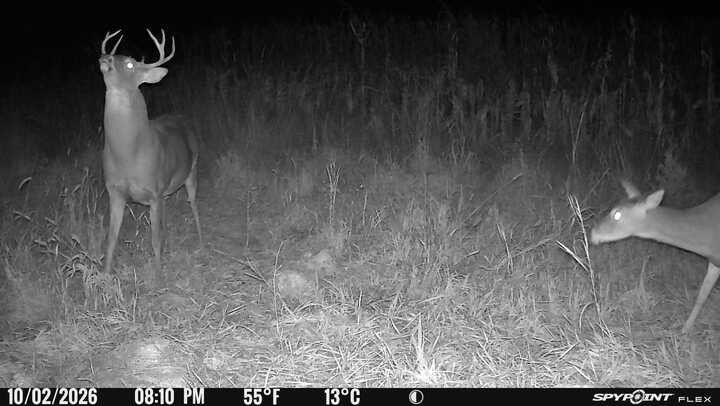 Laue Trust Tract 3 Wildlife Photos image 5