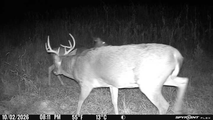 Laue Trust Tract 3 Wildlife Photos image 6