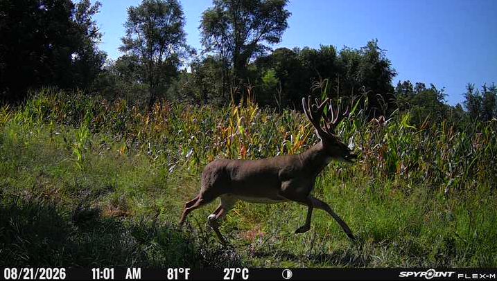 Laue Trust Tract 2 Wildlife Photos image 2