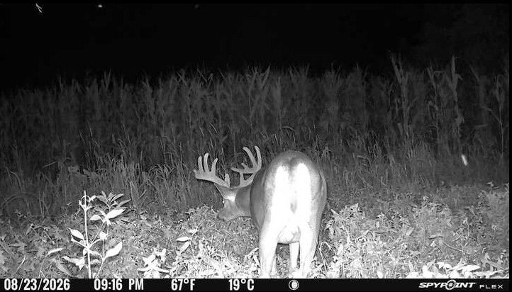 Laue Trust Tract 1 Wildlife Photos image 1