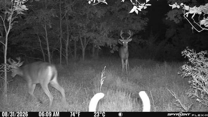 Laue Trust Tract 2 Wildlife Photos image 6