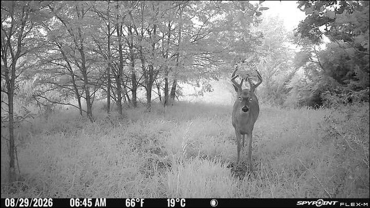 Laue Trust Tract 2 Wildlife Photos image 1