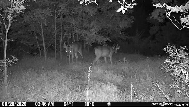 Laue Trust Tract 2 Wildlife Photos image 9