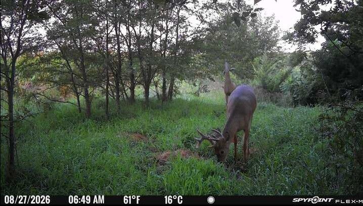 Laue Trust Tract 2 Wildlife Photos image 7