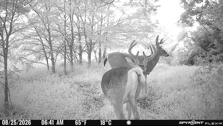 Laue Trust Tract 2 Wildlife Photos image 8