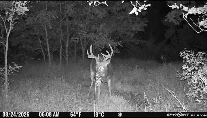 Laue Trust Tract 2 Wildlife Photos image 3