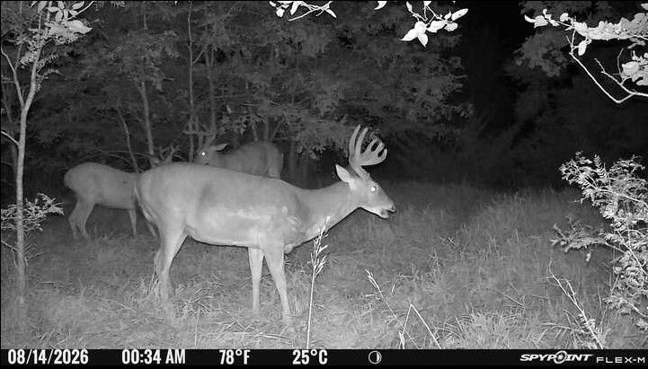 Laue Trust Tract 2 Wildlife Photos image 4