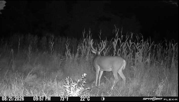 Laue Trust Tract 2 Wildlife Photos image 5