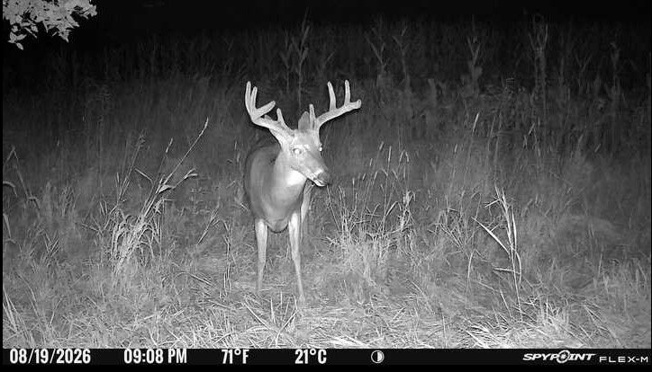 Laue Trust Tract 3 Wildlife Photos image 1