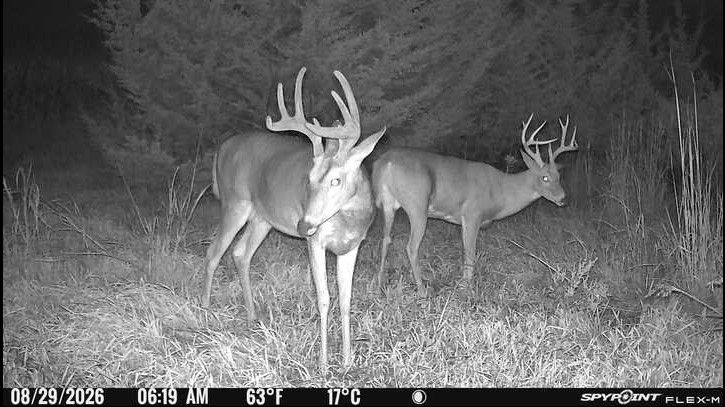 Laue Trust Tract 3 Wildlife Photos image 2