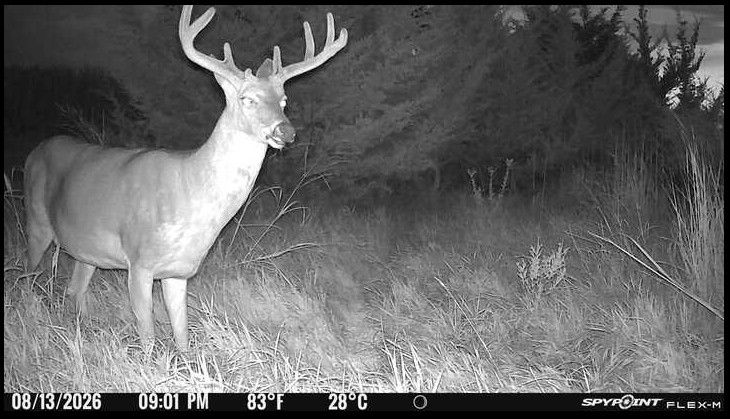 Laue Trust Tract 3 Wildlife Photos image 3