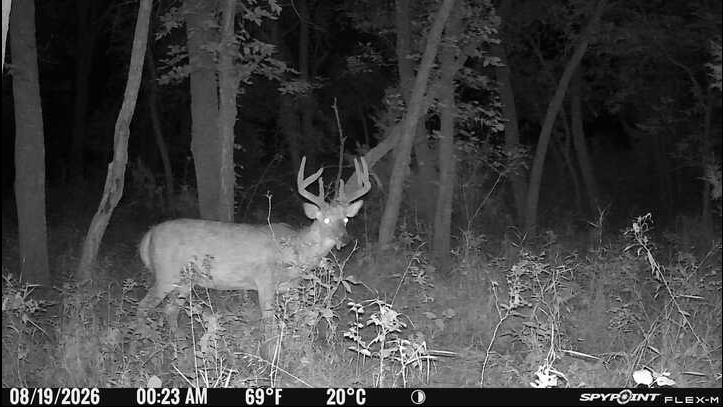 Laue Trust Tract 9 Wildlife Photos image 7
