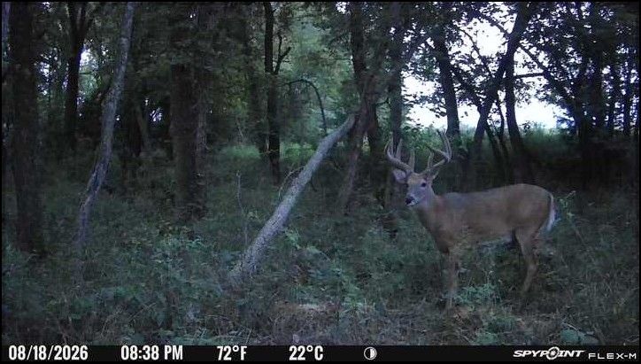 Laue Trust Tract 9 Wildlife Photos image 6