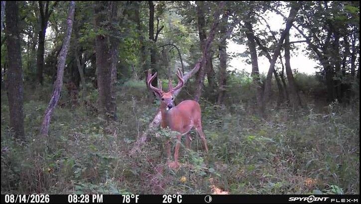 Laue Trust Tract 9 Wildlife Photos image 2