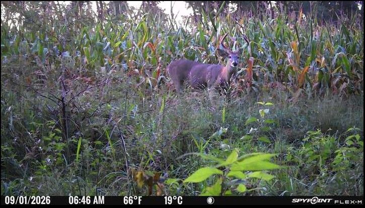 Laue Trust Tract 9 Wildlife Photos image 4