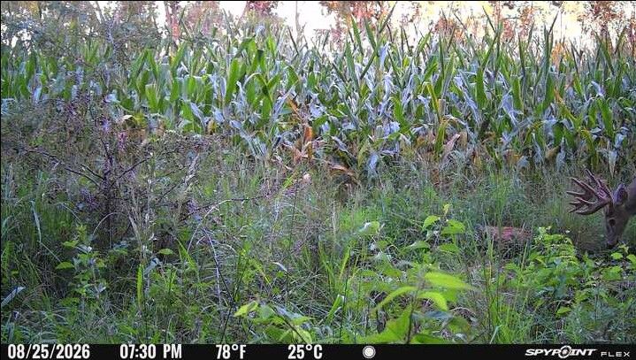 Laue Trust Tract 9 Wildlife Photos image 8